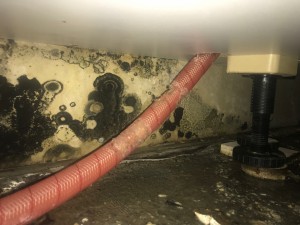 Burst Drain Hose in Seaforth                                      